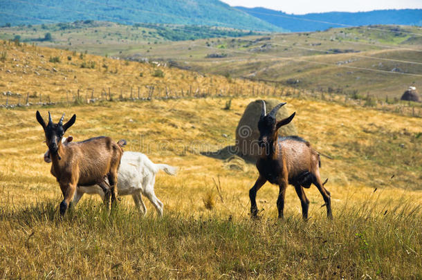 棕色和白色山羊在夏季晴天的草地上，西风高原