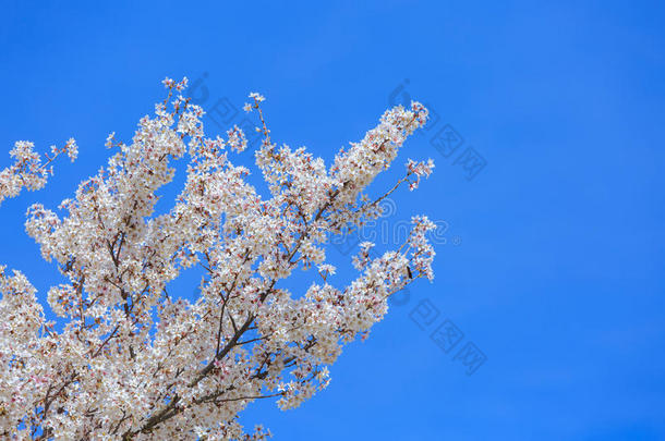 樱花，樱花季节在日本。