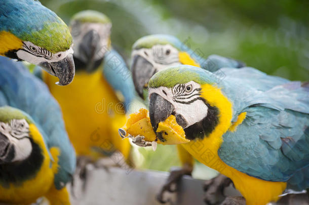 动物喙鸟蓝色水果