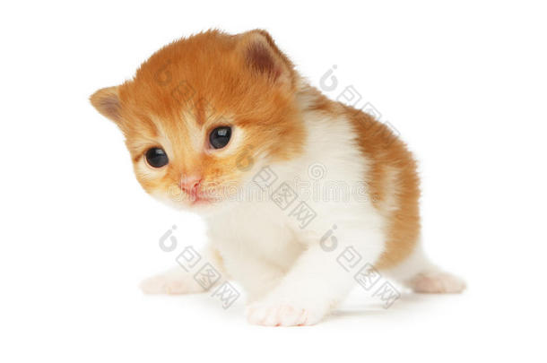 可爱的橙色红色小猫被隔离