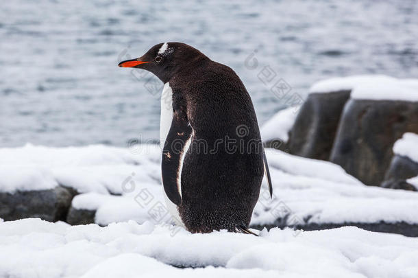 从后面的Gentoo企鹅在雪地上对抗海洋，南极洲