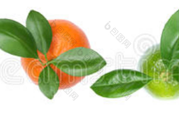 收集橙子，水果，柠檬，柚子在一排的顶部视图