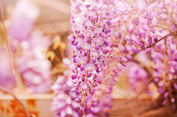 春天的紫花