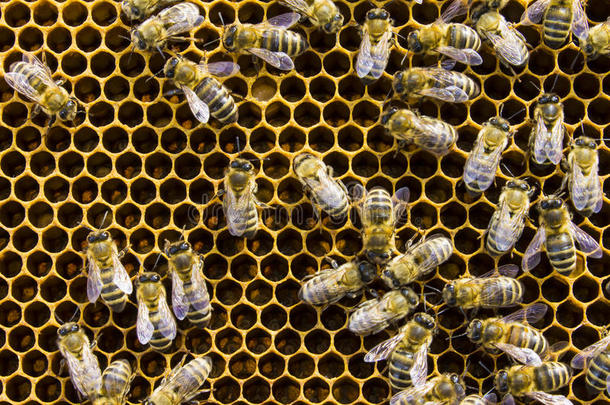 蜂窝框架上的蜜蜂，蜂窝昆虫