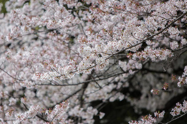 樱花，日本樱花季节。