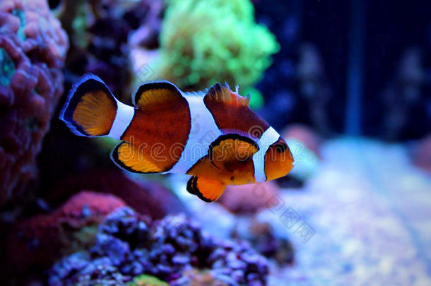 珊瑚礁水族馆的小丑鱼尼莫