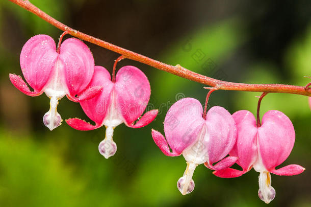 出血的粉红色心花（双子座光谱或灯座光谱）