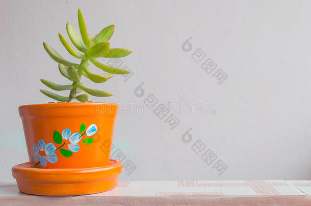 绿色SedumMorganianum，粉红色墙壁背景