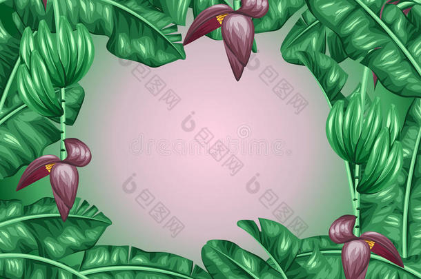 香蕉叶的背景。 热带树叶、花卉和水果的装饰形象。 广告小册子的设计