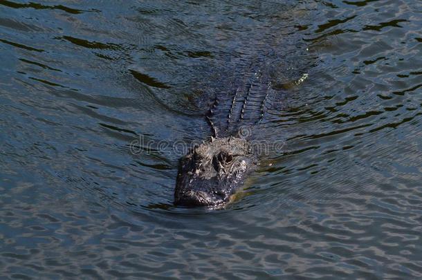 美国鳄鱼（美洲鳄密西西比）在沼泽<strong>游泳</strong>。