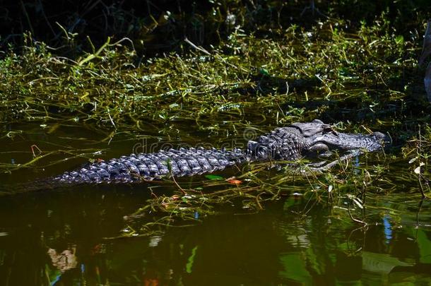 美国鳄鱼（美洲鳄密西西比）在沼泽游泳。