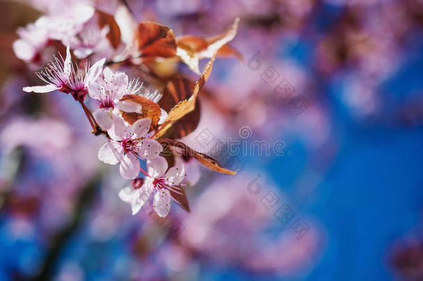 春天樱花的枝条，粉红色的花。
