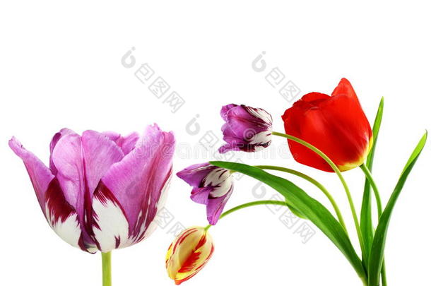五颜六色的春天郁金香花作为背景与文本复制空间