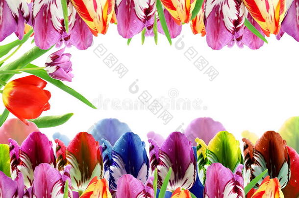 五颜六色的春天郁金香花作为背景与文本复制空间