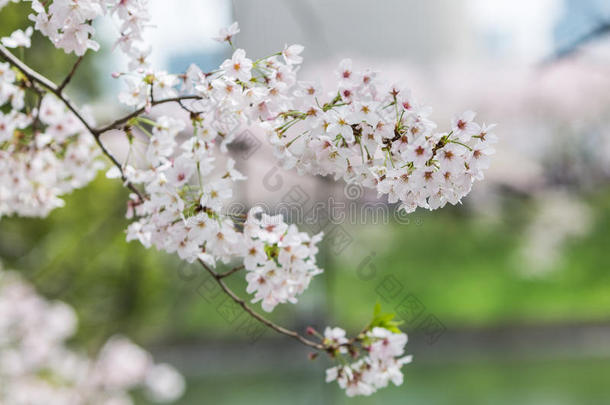 樱花，樱花季节在日本。