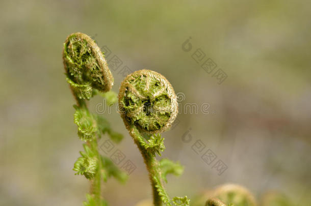 植物学卷曲的环境环境的蕨类植物