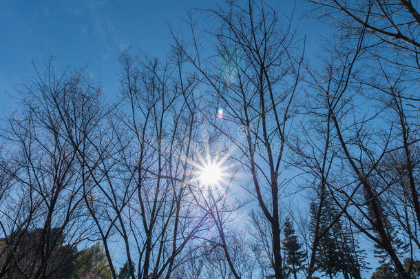 公园内野生喜马拉雅樱桃的冠层，天空湛蓝