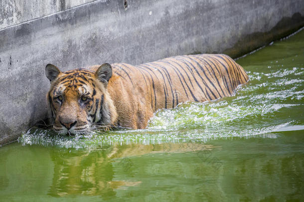 达卡动物园的一只皇家孟加拉虎洗澡，以战胜炎热的夏季炎热。