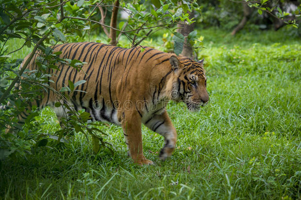 达卡动物园的一只皇家孟加拉虎洗澡，以<strong>战胜</strong>炎热的夏季炎热。