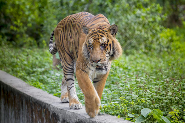 达卡动物园的一只皇家孟加拉虎洗澡，以<strong>战胜</strong>炎热的夏季炎热。