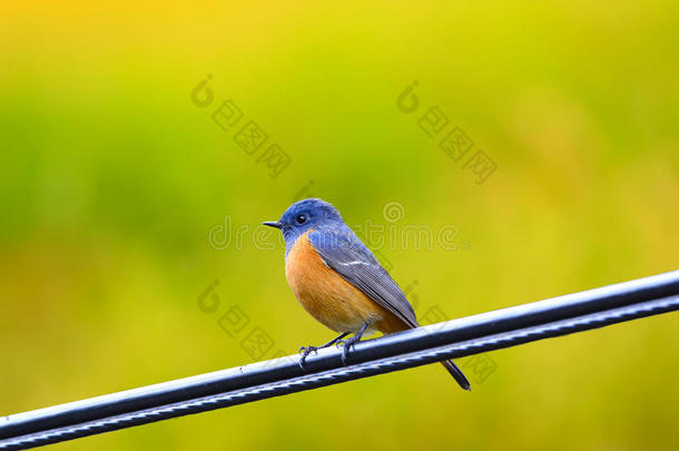 美丽的蓝锋红启动（腓尼基鲁额叶）鸟，站在电缆上，在泰国的自然