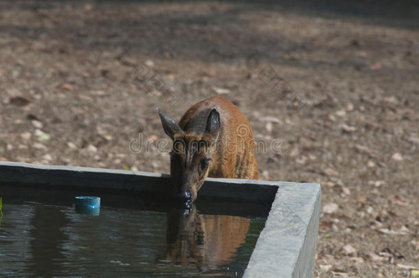 小鹿喝水井。