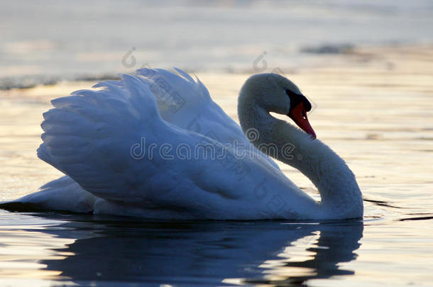 日落时湖中天鹅的美丽特写