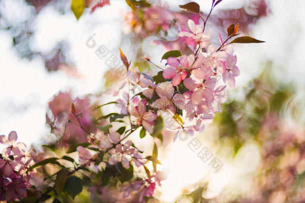 美丽的春天盛开的树，温柔的白花，清新的樱花边界上绿色柔软的焦点背景，春天的时间