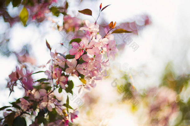 美丽的春天盛开的树，温柔的白花，<strong>清新</strong>的樱花边界上<strong>绿色</strong>柔软的焦点背景，春天的时间