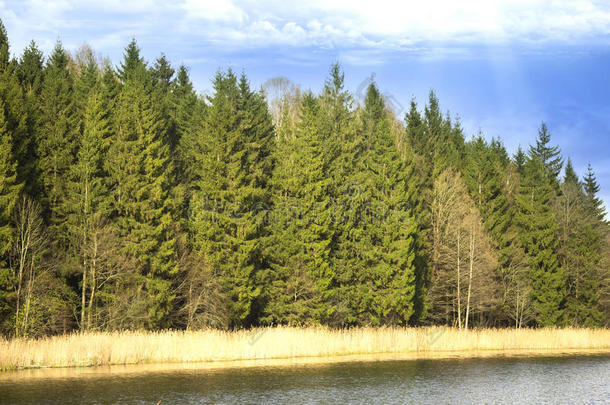 湖旁常见苏格兰松树的柱廊