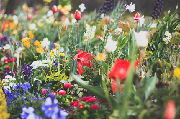 五颜六色的花坛，有许多不同的春天花