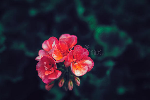 美丽的仙女梦幻的神奇的粉红色红花与深绿色的离开