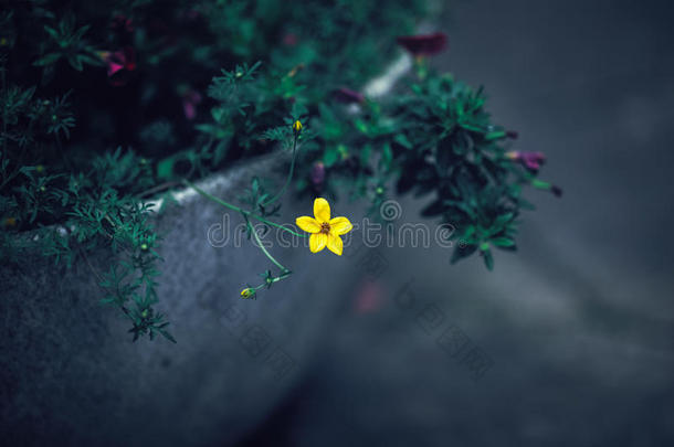 美丽的仙女梦幻的神奇黄花，花坛里有深绿色的叶子