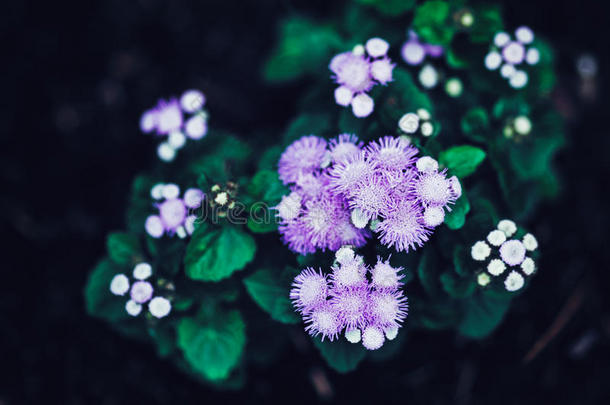 仙女梦幻魔术紫色花与明亮的绿叶，<strong>色调</strong>与Instagram过滤器在<strong>复古复古</strong>风格的效果