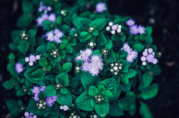 仙女梦幻魔术<strong>紫色花</strong>与明亮的绿叶，色调与Instagram过滤器在复古复古风格的效果