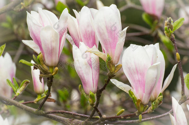 春天，在阳光明媚的花园或公园里盛开五颜六色的<strong>玉兰花</strong>
