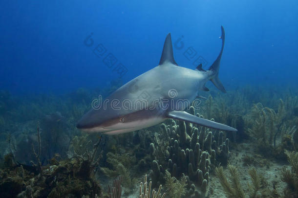 加勒比礁鲨鱼在拉贾丁德拉雷纳，古巴。