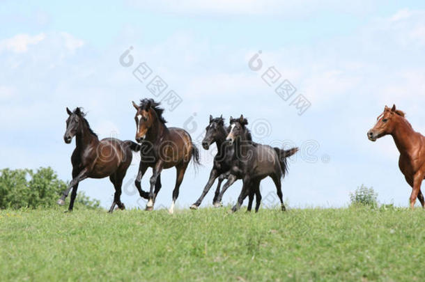 一群漂亮的马一起跑