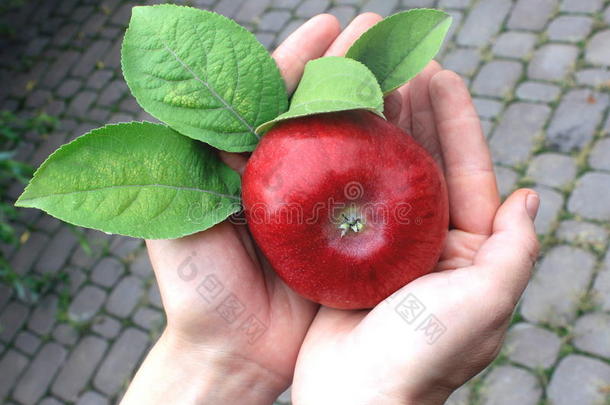 农民手里拿着红苹果，有机水果