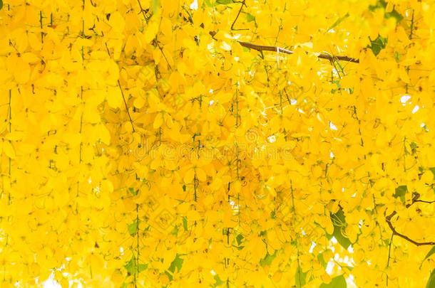 决明子瘘管或金色淋浴树