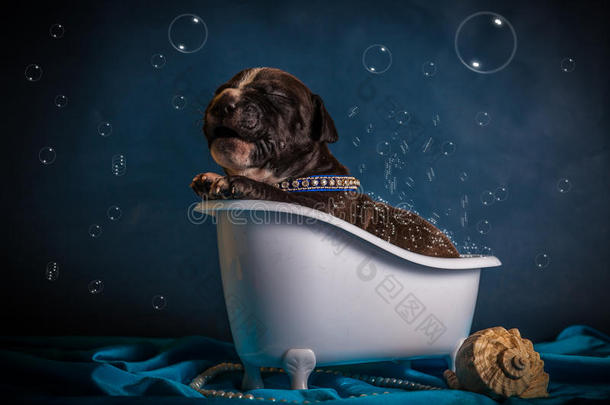 美国斯塔福德郡猎犬正在洗澡