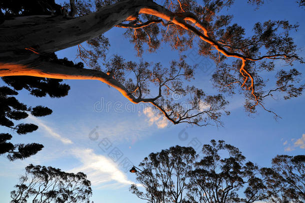 图沃姆巴公园日落时的口香糖树