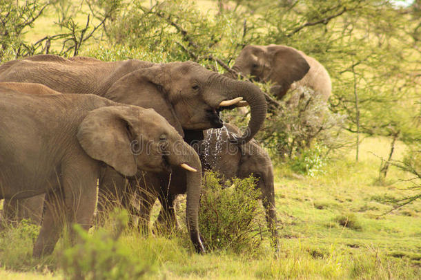 大象饮用水