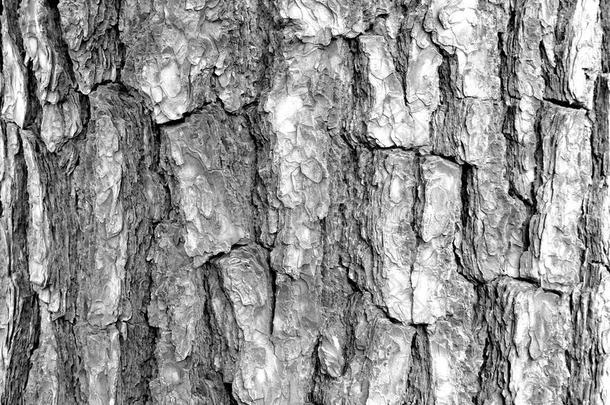 树皮结构