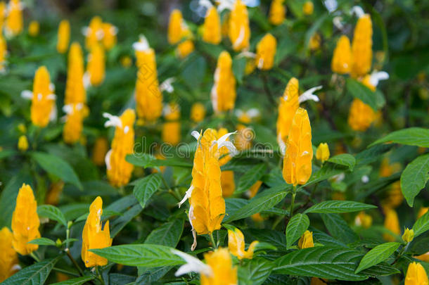 火烈鸟植物区<strong>系佛</strong>罗里达州花花园