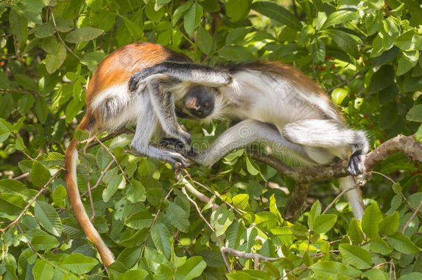 非洲猿宝贝灌木幼兽