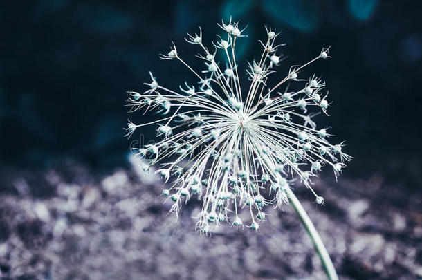 美丽的仙女梦幻的神奇白花，深绿色的叶子