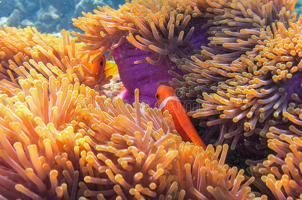 小丑Anemonefish，MarsaAlam，埃及