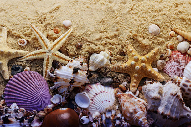 沙子上有不同的<strong>贝壳</strong>。 夏天的海滩背景。 假期<strong>海报</strong>的概念