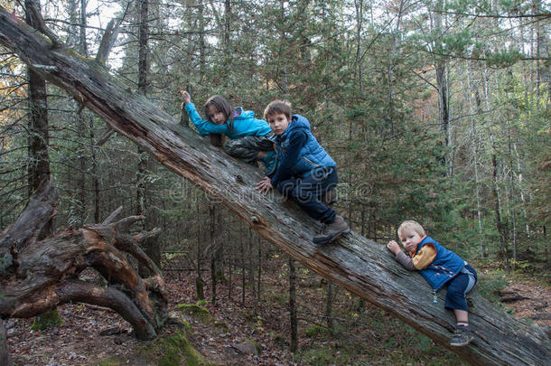 孩子们爬上<strong>一棵枯树</strong>的树干